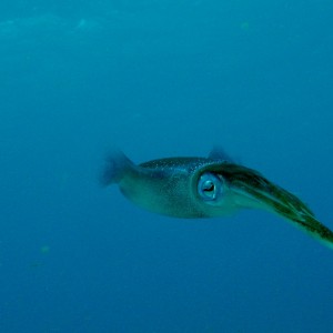 Caribbean Reef Squid