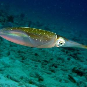 Caribbean Reef Squid