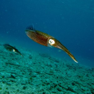 Caribbean Reef Squid