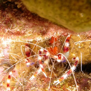 A pair of Banded Coral Shrimp