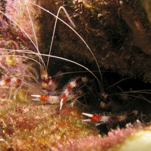 A pair of Banded Coral Shrimp