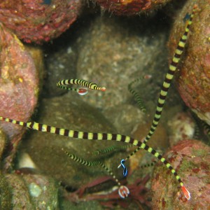 banded pipefish