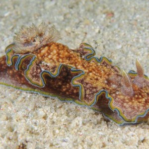 Glossodoris cinta