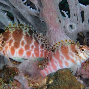 Threadfin Hawkfish