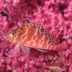 Threadfin Hawkfish