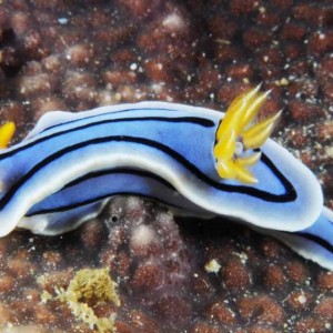 Chromodoris lochi