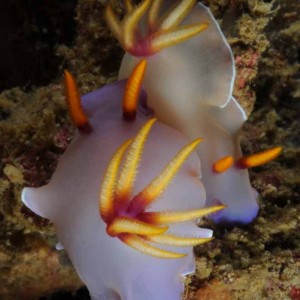 Hypselodoris bullockii