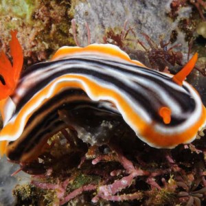 Chromodoris magnifica