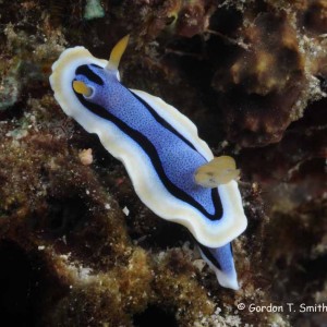 Chromodoris annae