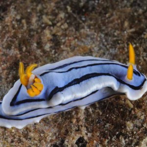 Chromodoris lochi