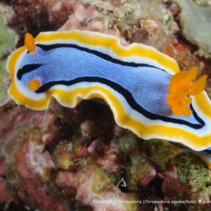 Chromodoris annae