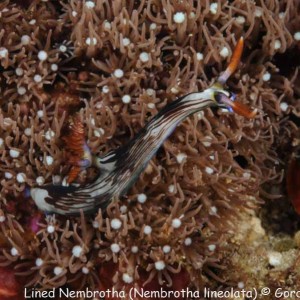 Nembrotha lineolata