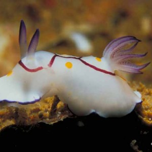 Chromodoris annulata