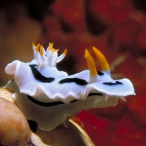 Chromodoris dianae