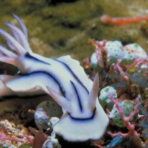 Chromodoris lochi