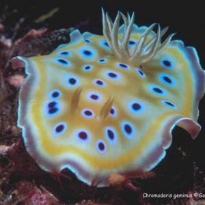 Chromodoris geminina