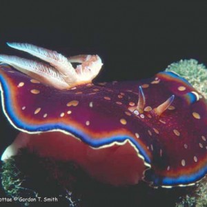 Chromodoris charlottae