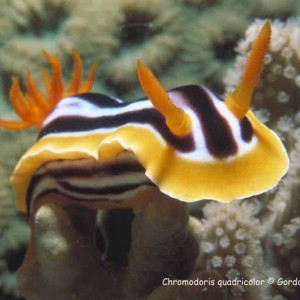 Chromodoris quadricolor