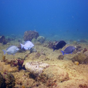 2 Doctorfish, 3 Blue Tang and 5 Bluehead-juvenile