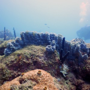 El Natural Shore Reef