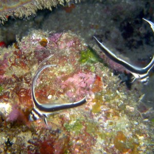 Pair of Juvenile Spotted Drum