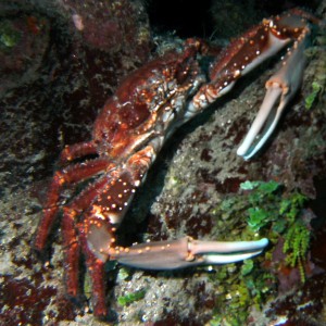 Channel Clinging Crab
