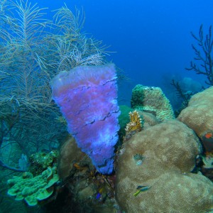 Purple Vase Sponge