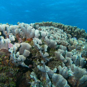 Coral Scene