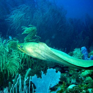 Free-Swimming Moray Eel