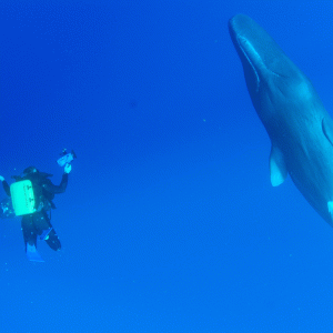 Sperm-Whale-Dominica-_29_