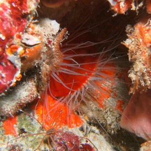 fire clam and arrow crab while out with jupiter dive center