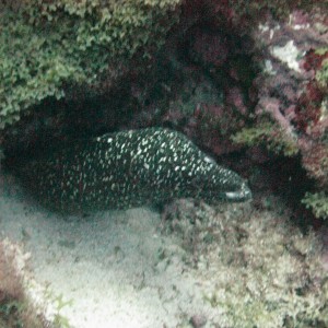 Speckled Moray.