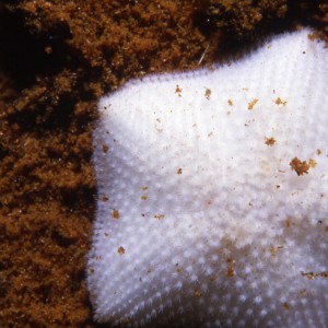 Undescribed sea star
