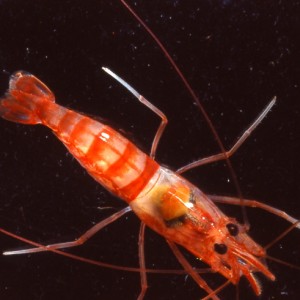 Typical open water shrimp