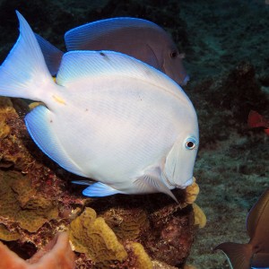 Blue Tang