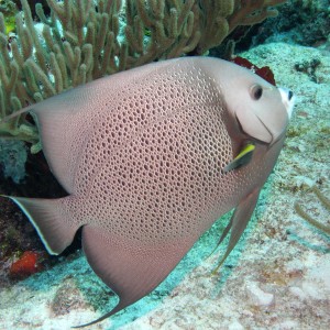 Gray Angelfish