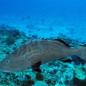 Black Grouper