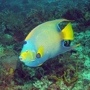 Queen Angelfish