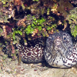 Spotted Moray