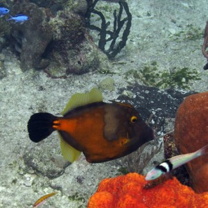 Whitespotted Filefish