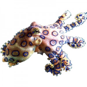 blue_ringed_octopus