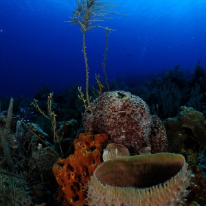 Blue Life Dive Center (Mar en Sepia)