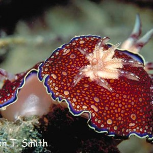 Chromodoris charlottae