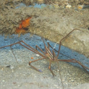 Phil Foster Park (Under the Blue Heron Bridge), WPB, FL 2010-12-17.