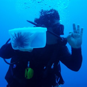 Mario and the lionfish