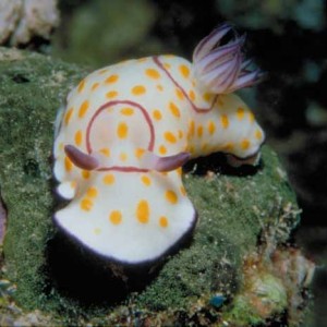 Chromodoris annulata