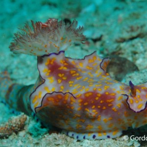 Ceratosoma trilobatum