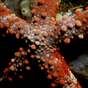 Galapagos Starfish