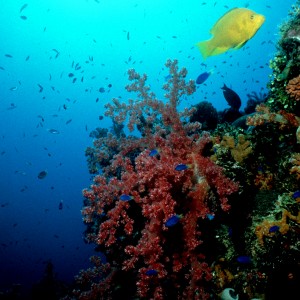 PNG Wall Reef