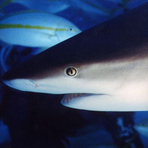 Caribbean Gray Reef Shark Proflie